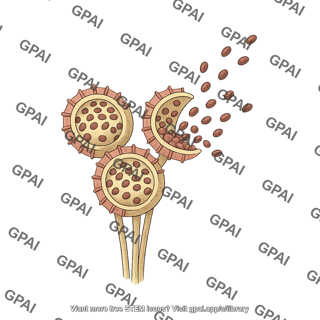 Fern sporangium