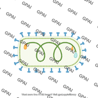 Indiana vesiculovirus vsv