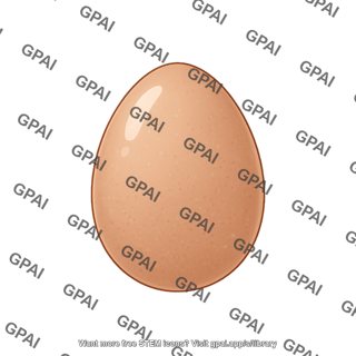 Chicken egg