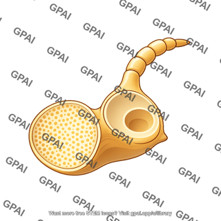 Drosophila wing imaginal disc