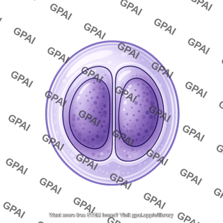 Toxoplasma gondii unsporulated oocyst