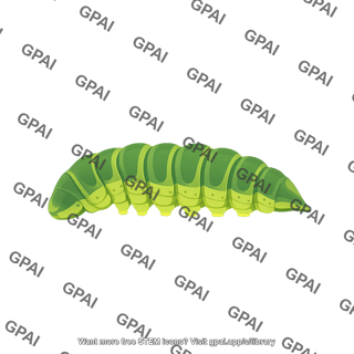 Lycanid caterpillar