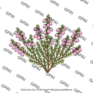 Heath flowering sprig
