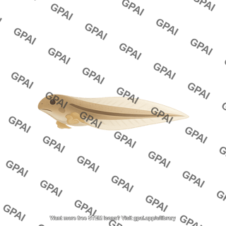 African clawed frog tadpole