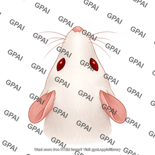 Mouse head dorsal