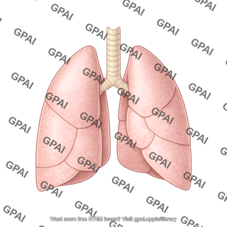 Dog lungs dorsal