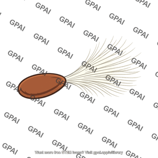 Milkweed seed