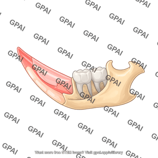 Mouse mandible cut incisor with molars