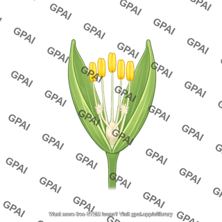 Rice flower