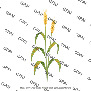 Wheat with leaf rust