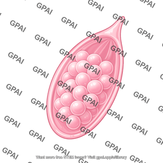 Schistosoma mansoni egg
