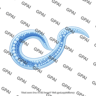 C. elegans 1 detailed