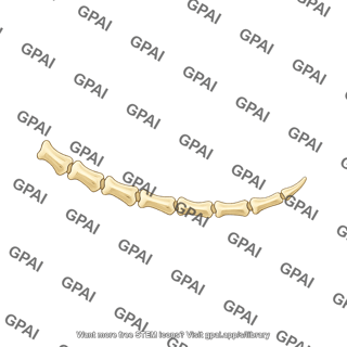 Mouse vertebrae tail lateral
