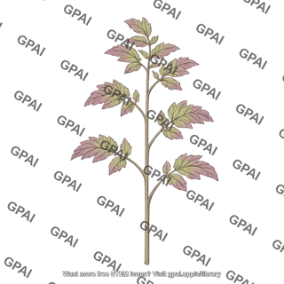 Tomato young plant atv mutant