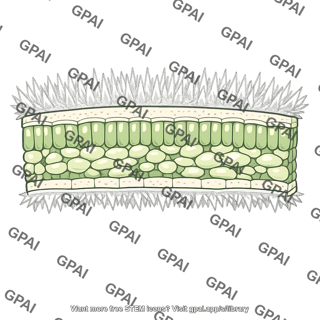 Enceliopsis argophylla leaf cross section