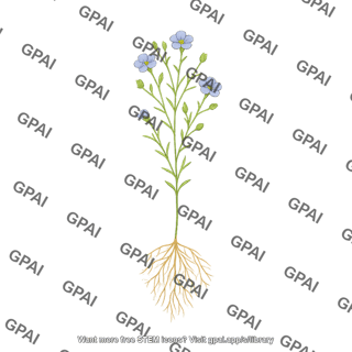 Flax plant with roots