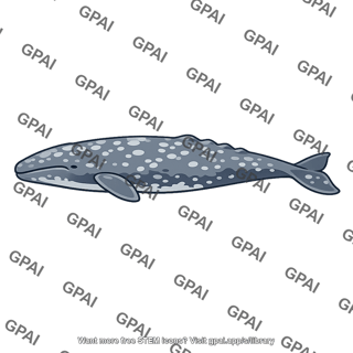 Gray whale