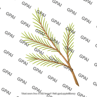Leaf pine needle on branch