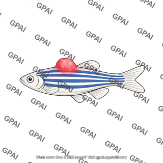 Zebrafish male tumor dorsal