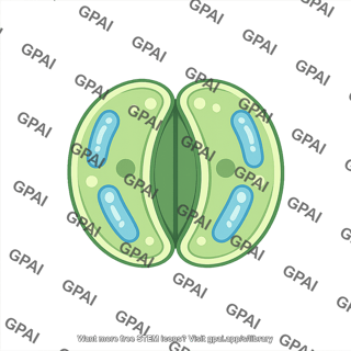Guard cell monocot stomata closed