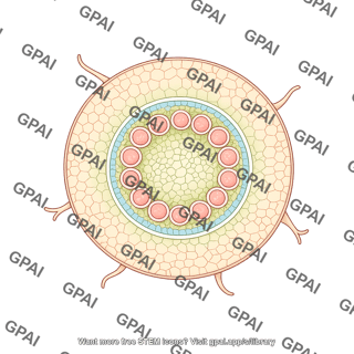 Root monocot horizontal cross section 1