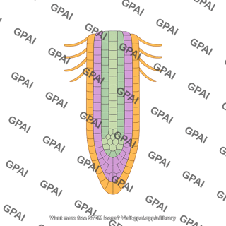 Root meristem editable with stem cells