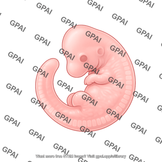Mouse embryo e8.75