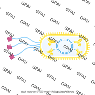 Phage display square