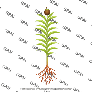 Physcomitrella patens moss