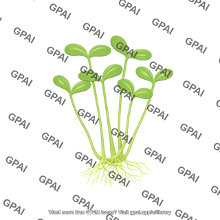 Sunflower sprout