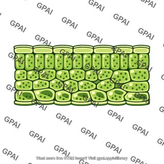 Leaf tissue cellular section