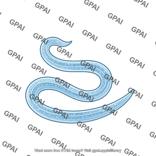 C. elegans 2