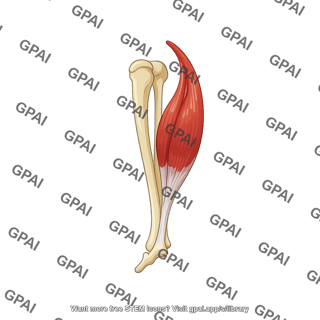 Mouse gastrocnemius on tibia fibula