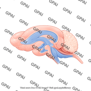 Mouse brain sagittal cut brainstem