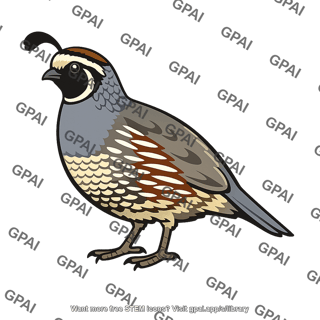 California quail adult