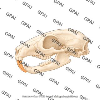 Mouse skull with mandible on head