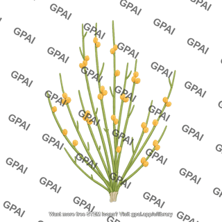 Ephedra plant 02