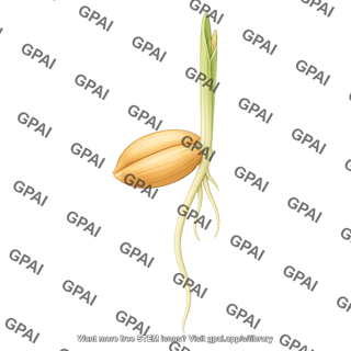 Wheat germinating seed 1