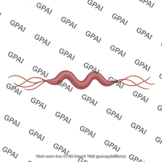 Spirillum flagella