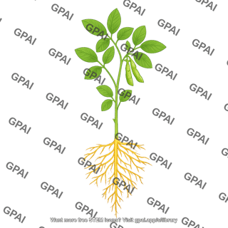 Soybean plant v3