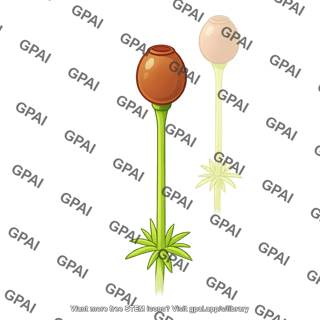 Sphagnum sporophyte