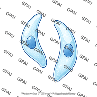 Cryptosporidium sporozoite 2