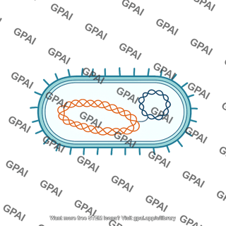 Bacteria with plasmid 2 gram negative