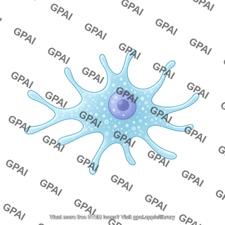 Balamuthia mandrillaris trophozoite