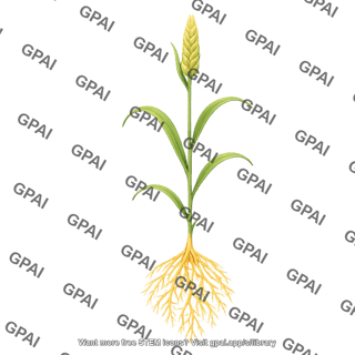 Wheat seedling 2 with roots