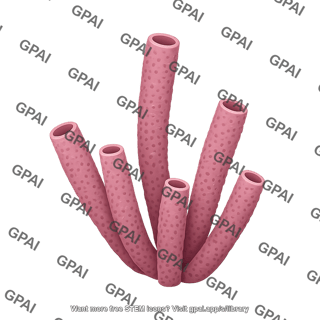 Stove pipe sponge aplysina archeri