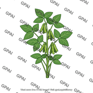 Soybean plant
