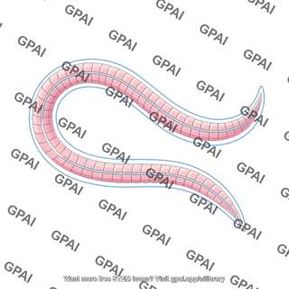 C elegans body wall muscle