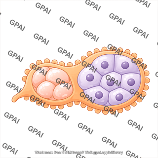 Drosophila ovariole s5
