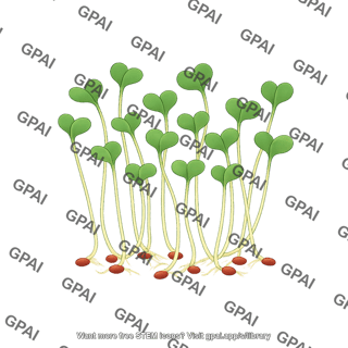 Broccoli microgreens
